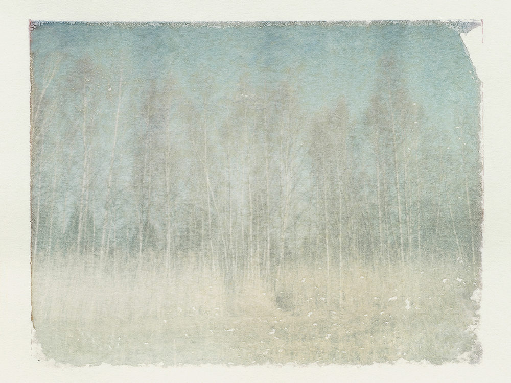 AFTERIMAGES | Birkenwald